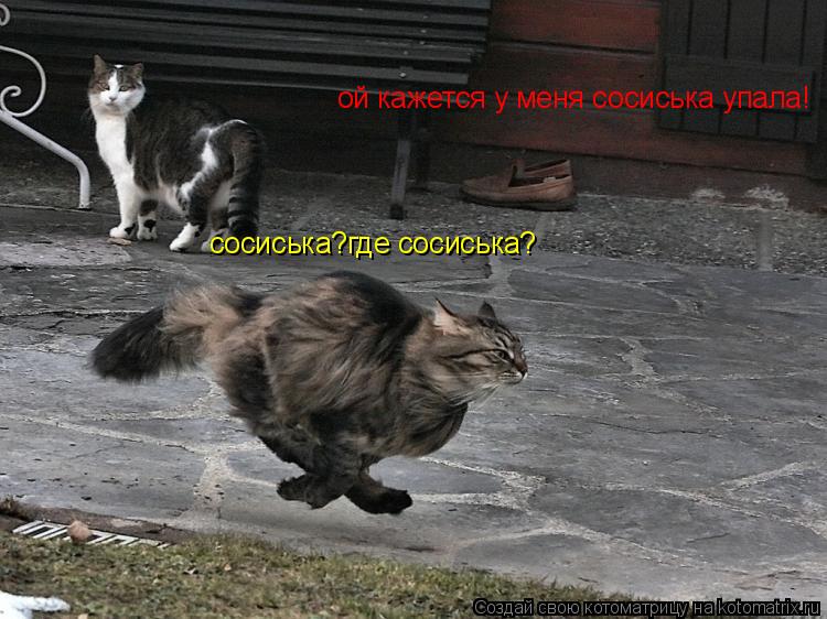 ой кажется у меня сосиська упала! сосиська?где сосиська?... Котоматрица: ой кажется у меня сосиська упала! сосиська?где сосиська?
