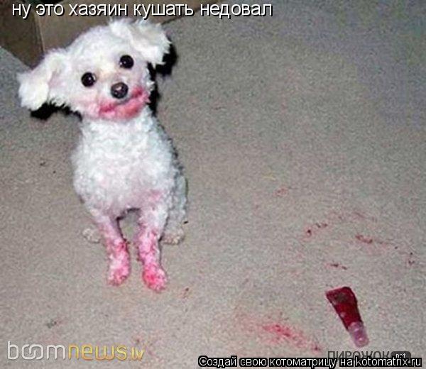 ну это хазяин кушать недовал... Котоматрица: ну это хазяин кушать недовал
