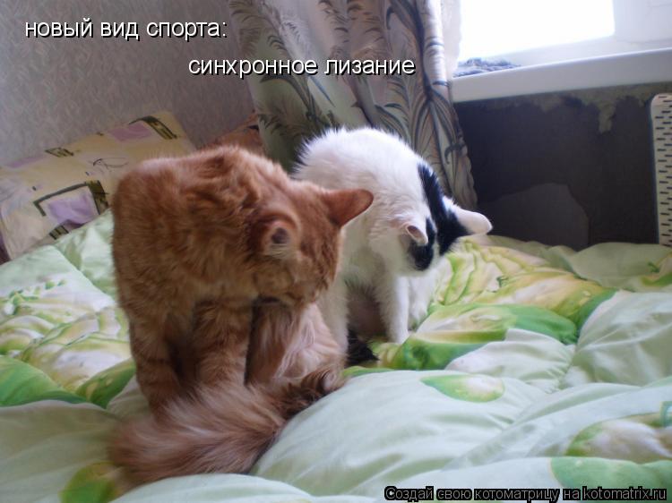 новый вид спорта: синхронное лизание... Котоматрица: новый вид спорта: синхронное лизание