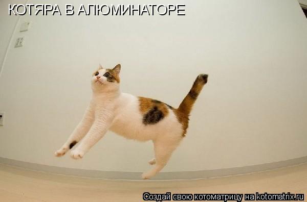 КОТЯРА В АЛЮМИНАТОРЕ... Котоматрица: КОТЯРА В АЛЮМИНАТОРЕ