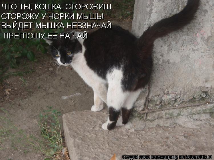 ЧТО ТЫ, КОШКА, СТОРОЖИШ СТОРОЖУ У НОРКИ МЫШЬ! ВЫЙДЕТ МЫШКА НЕВЗНАЧАЙ ПРЕГЛОШУ ЕЕ НА ЧАЙ... Котоматрица: ЧТО ТЫ, КОШКА, СТОРОЖИШ СТОРОЖУ У НОРКИ МЫШЬ! ВЫЙДЕТ МЫШКА НЕВЗНАЧАЙ ПРЕГЛОШУ ЕЕ НА ЧАЙ