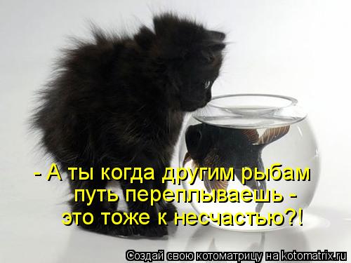 - А ты когда другим рыбам путь переплываешь - это тоже к несчастью?!... Котоматрица: - А ты когда другим рыбам путь переплываешь - это тоже к несчастью?!