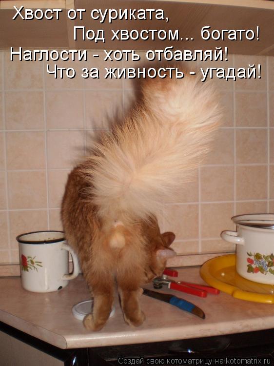 Хвост от суриката, Под хвостом... богато! Наглости - хоть отбавляй! Что за живность - угадай!... Котоматрица: Хвост от суриката, Под хвостом... богато! Наглости - хоть отбавляй! Что за живность - угадай!