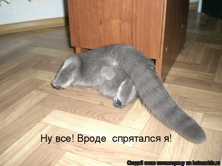 Ну все! Вроде спрятался я!... Котоматрица: Ну все! Вроде спрятался я!