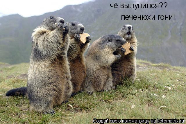 чё вылупился?? печенюхи гони!... Котоматрица: чё вылупился?? печенюхи гони!