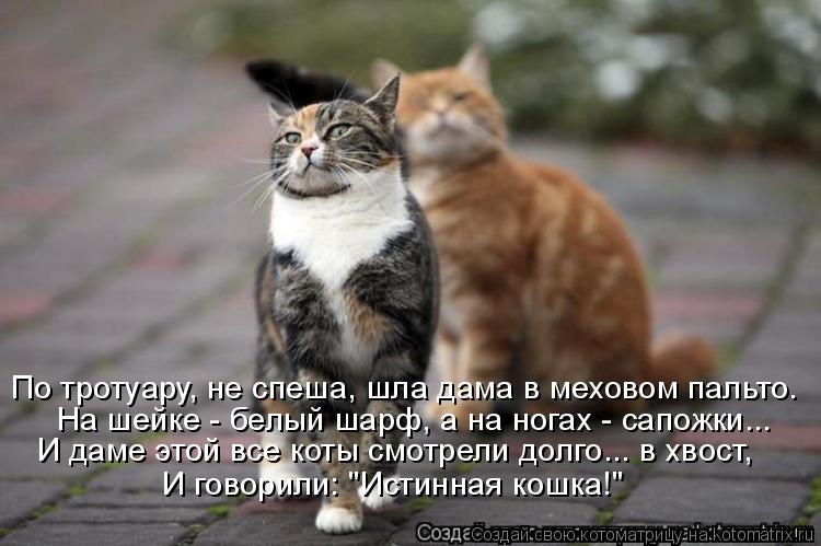 По тротуару, не спеша, шла дама в меховом пальто. На шейке - белый шарф, а на ногах - сапожки... И да... Котоматрица: По тротуару, не спеша, шла дама в меховом пальто. На шейке - белый шарф, а на ногах - сапожки... И даме этой все коты смотрели долго... в хвост, И г