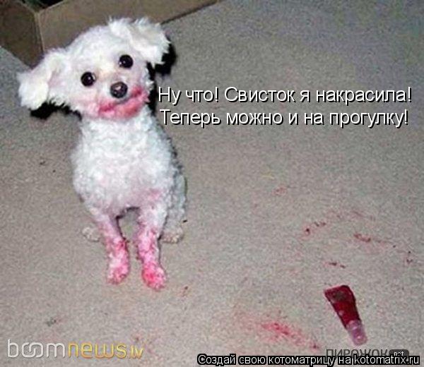 Ну что! Свисток я накрасила! Теперь можно и на прогулку!... Котоматрица: Ну что! Свисток я накрасила! Теперь можно и на прогулку!