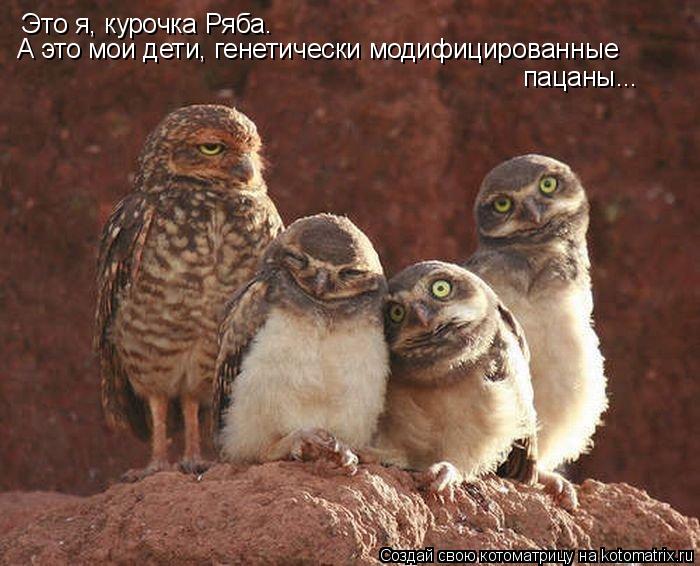 Это я, курочка Ряба. А это мои дети, генетически модифицированные пацаны...... Котоматрица: Это я, курочка Ряба. А это мои дети, генетически модифицированные пацаны...