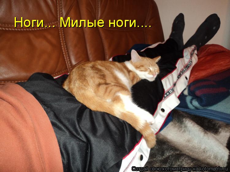Ноги... Милые ноги....... Котоматрица: Ноги... Милые ноги....