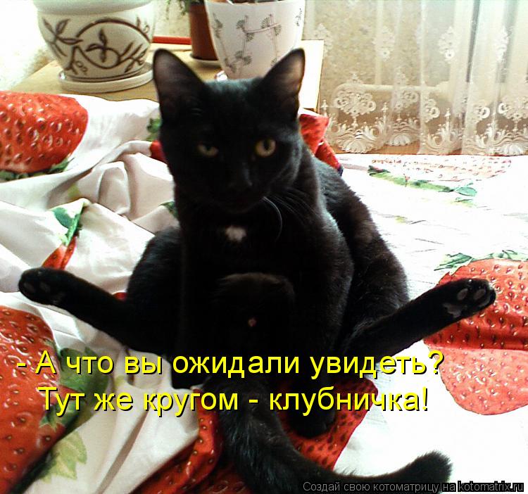 - А что вы ожидали увидеть? Тут же кругом - клубничка!... Котоматрица: - А что вы ожидали увидеть? Тут же кругом - клубничка!