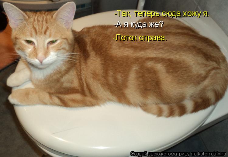 -Так, теперь сюда хожу я. -А я куда же? -Лоток справа.... Котоматрица: -Так, теперь сюда хожу я. -А я куда же? -Лоток справа.