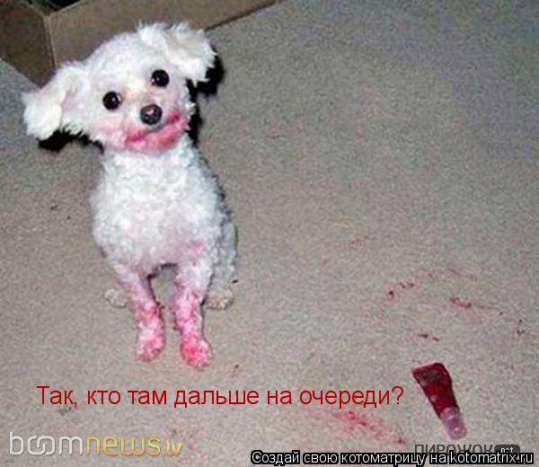 Так, кто там дальше на очереди?... Котоматрица: Так, кто там дальше на очереди?