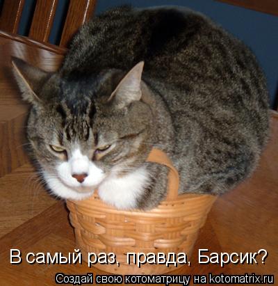В самый раз, правда, Барсик?... Котоматрица: В самый раз, правда, Барсик?