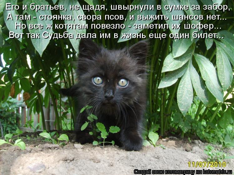 Его и братьев, не щадя, швырнули в сумке за забор, А там - стоянка, свора псов, и выжить шансов нет..... Котоматрица: Его и братьев, не щадя, швырнули в сумке за забор, А там - стоянка, свора псов, и выжить шансов нет... Но все ж котятам повезло - заметил их шофер