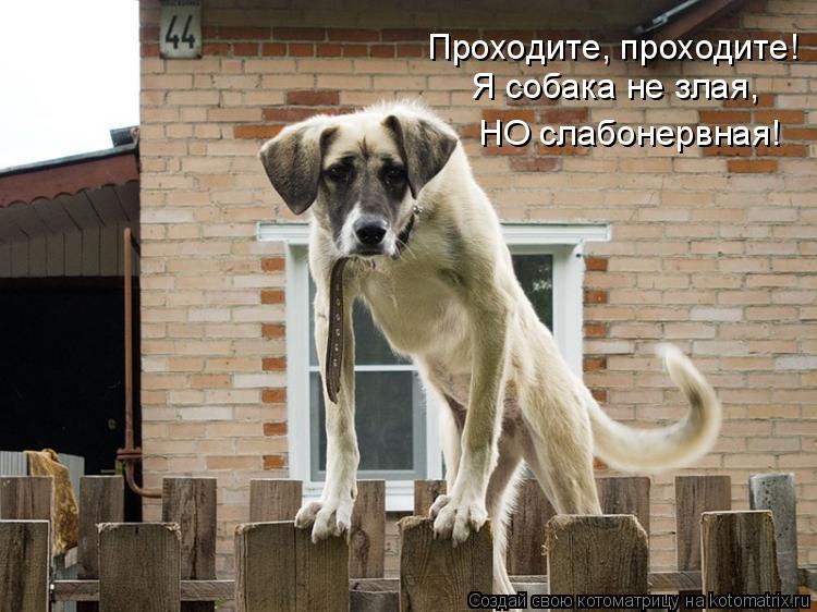Проходите, проходите! Я собака не злая, НО слабонервная!... Котоматрица: Проходите, проходите! Я собака не злая, НО слабонервная!