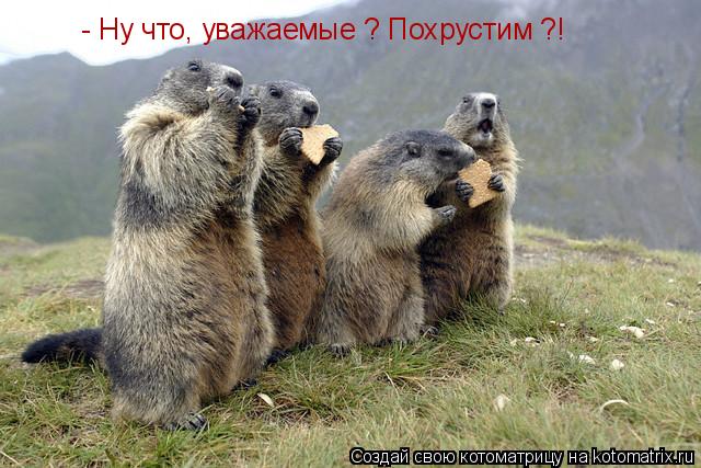 - Ну что, уважаемые ? Похрустим ?!... Котоматрица: - Ну что, уважаемые ? Похрустим ?!