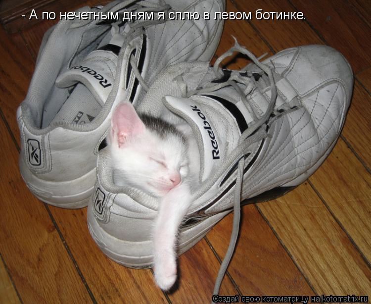 - А по нечетным дням я сплю в левом ботинке.... Котоматрица: - А по нечетным дням я сплю в левом ботинке.