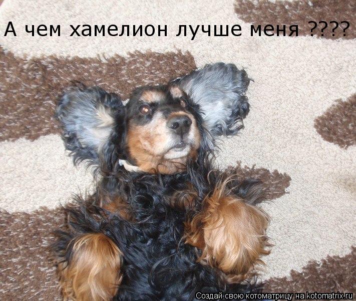 А чем хамелион лучше меня ????... Котоматрица: А чем хамелион лучше меня ????