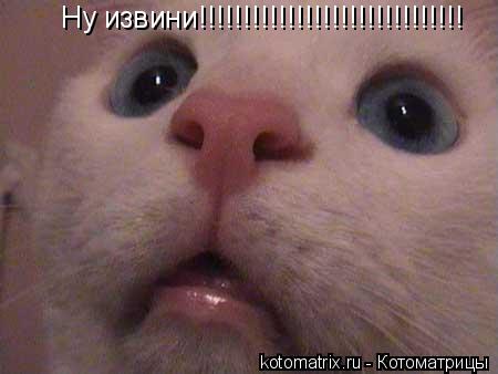 Ну извини!!!!!!!!!!!!!!!!!!!!!!!!!!!!!!... Котоматрица: Ну извини!!!!!!!!!!!!!!!!!!!!!!!!!!!!!!