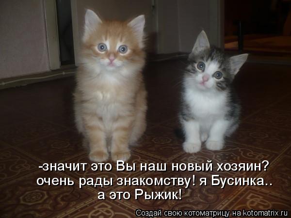 -значит это Вы наш новый хозяин? очень рады знакомству! я Бусинка.. а это Рыжик!... Котоматрица: -значит это Вы наш новый хозяин? очень рады знакомству! я Бусинка.. а это Рыжик!