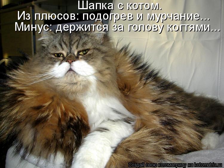 Шапка с котом. Из плюсов: подогрев и мурчание... Минус: держится за голову когтями...... Котоматрица: Шапка с котом. Из плюсов: подогрев и мурчание... Минус: держится за голову когтями...