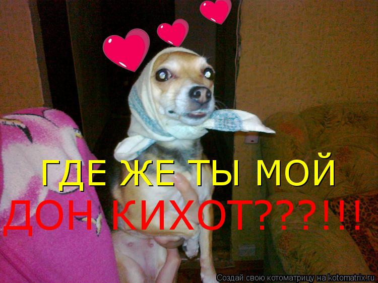 ГДЕ ЖЕ ТЫ МОЙ ДОН КИХОТ???!!!... Котоматрица: ГДЕ ЖЕ ТЫ МОЙ ДОН КИХОТ???!!!