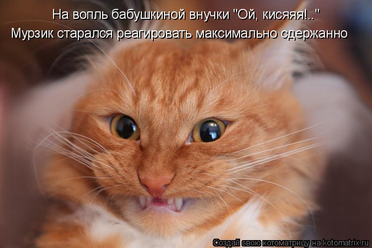 Котоматрица: На вопль бабушкиной внучки "Ой, кисяяя!.." Мурзик старался реагировать максимально сдержанно