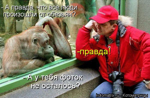 - А правда, что все люди произошли от обезьян? -правда! - А у тебя фоток не осталось?... Котоматрица: - А правда, что все люди произошли от обезьян? -правда! - А у тебя фоток не осталось?