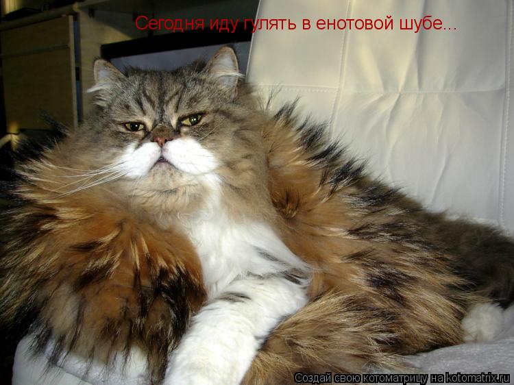 Сегодня иду гулять в енотовой шубе...... Котоматрица: Сегодня иду гулять в енотовой шубе...