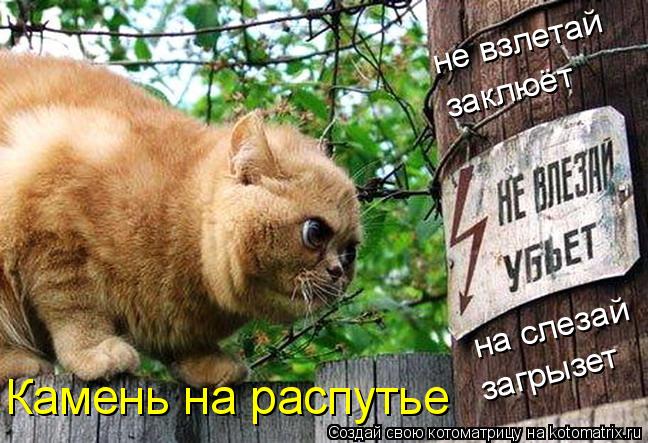 не взлетай заклюёт на слезай загрызет Камень на распутье... Котоматрица: не взлетай заклюёт на слезай загрызет Камень на распутье