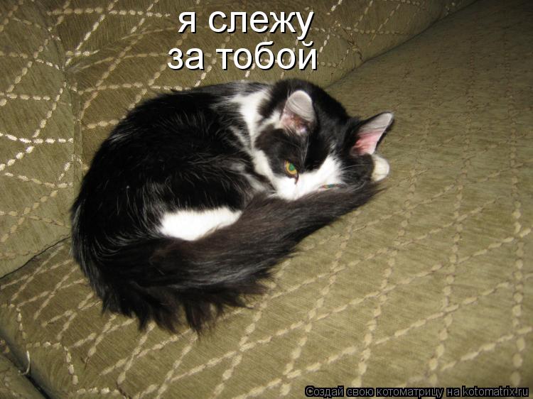 я слежу за тобой... Котоматрица: я слежу за тобой