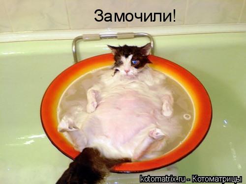 Замочили!... Котоматрица: Замочили!