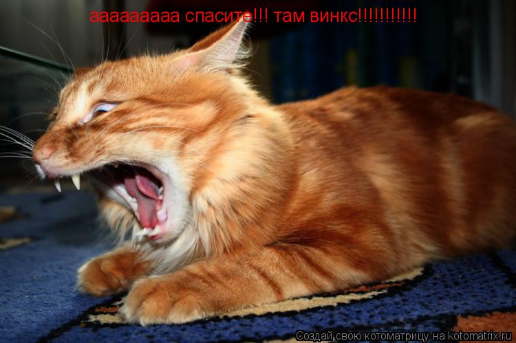 ааааааааа спасите!!! там винкс!!!!!!!!!!!... Котоматрица: ааааааааа спасите!!! там винкс!!!!!!!!!!!