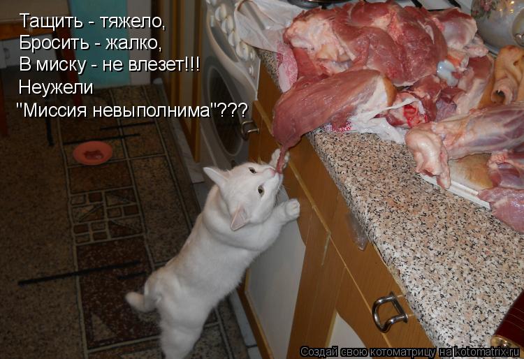 Тащить - тяжело, Бросить - жалко, В миску - не влезет!!! Неужели "Миссия невыполнима"???... Котоматрица: Тащить - тяжело, Бросить - жалко, В миску - не влезет!!! Неужели "Миссия невыполнима"???