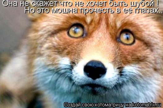 Она не скажет что не хочет быть шубой ! Она не скажет что не хочет быть шубой ! Но это мошна прочест... Котоматрица: Она не скажет что не хочет быть шубой ! Она не скажет что не хочет быть шубой ! Но это мошна прочесть в её глазах...
