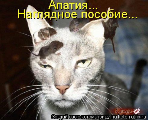 Апатия... Наглядное пособие...... Котоматрица: Апатия... Наглядное пособие...