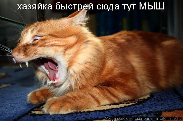 хазяйка быстрей сюда тут МЫШ... Котоматрица: хазяйка быстрей сюда тут МЫШ