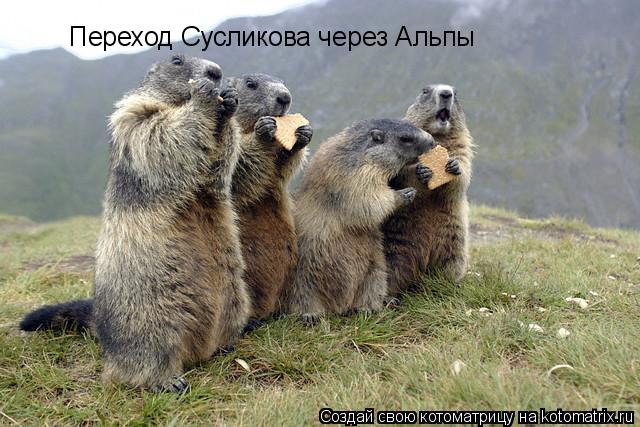Переход Сусликова через Альпы... Котоматрица: Переход Сусликова через Альпы