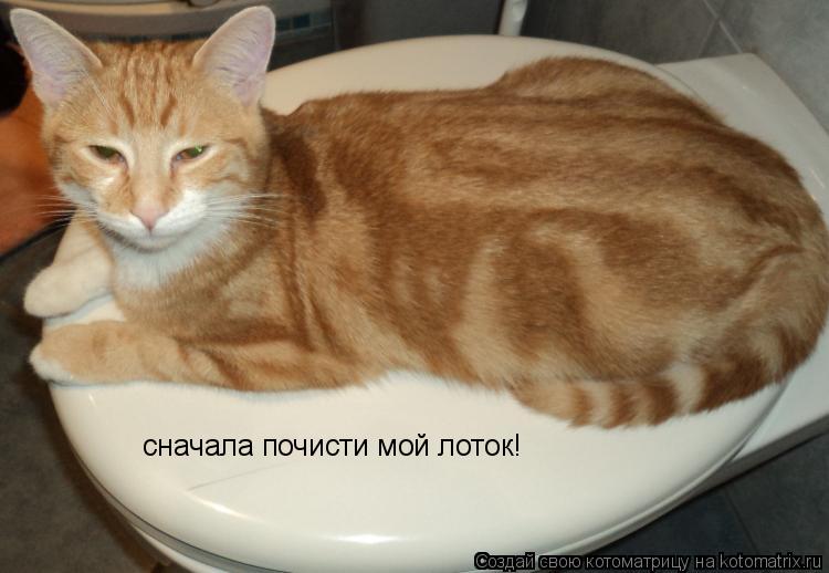 сначала почисти мой лоток!... Котоматрица: сначала почисти мой лоток!