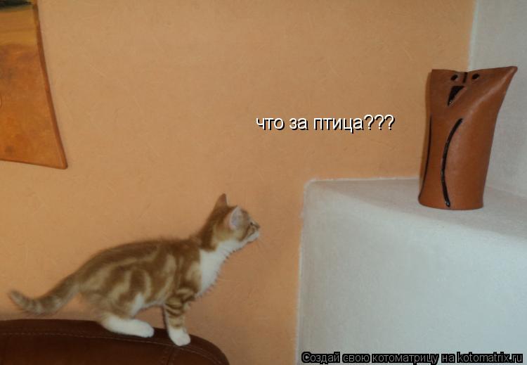 что за птица???... Котоматрица: что за птица???