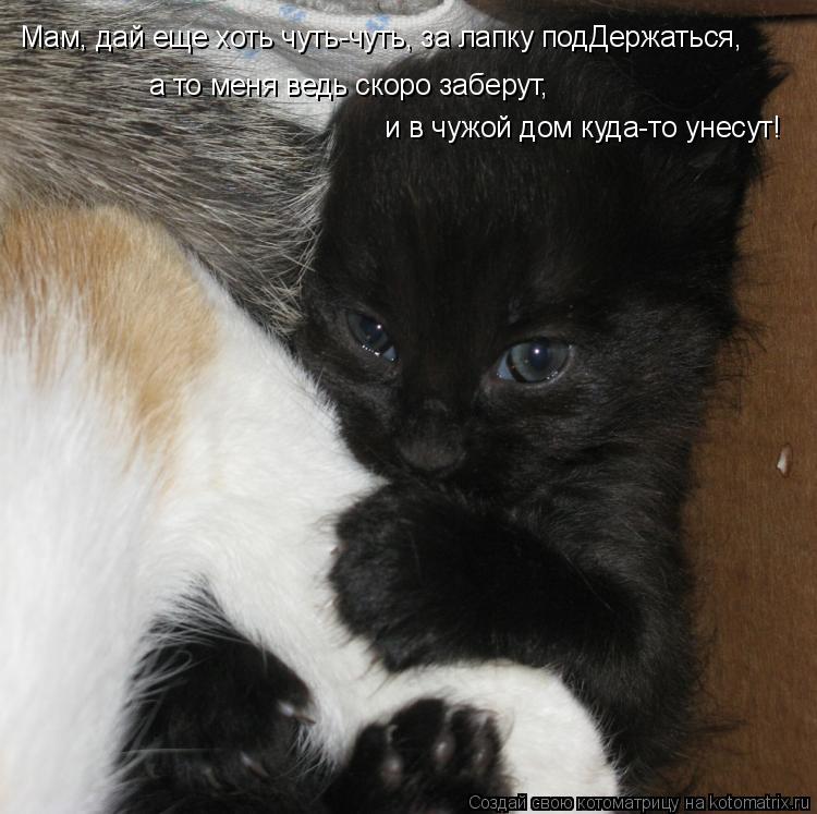 Мам, дай еще хоть чуть-чуть, за лапку подДержаться, а то меня ведь скоро заберут, и в чужой дом куд... Котоматрица: Мам, дай еще хоть чуть-чуть, за лапку подДержаться, а то меня ведь скоро заберут, и в чужой дом куда-то унесут!