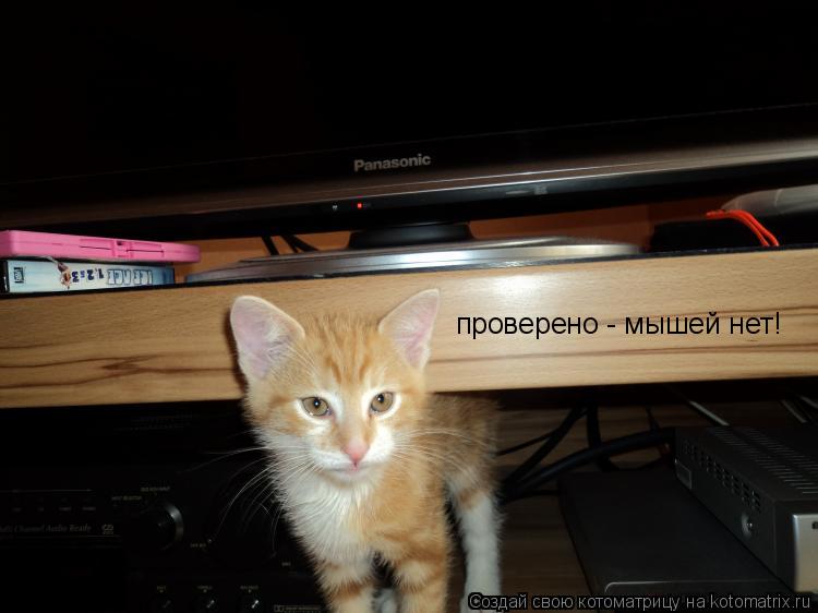 проверено - мышей нет!... Котоматрица: проверено - мышей нет!