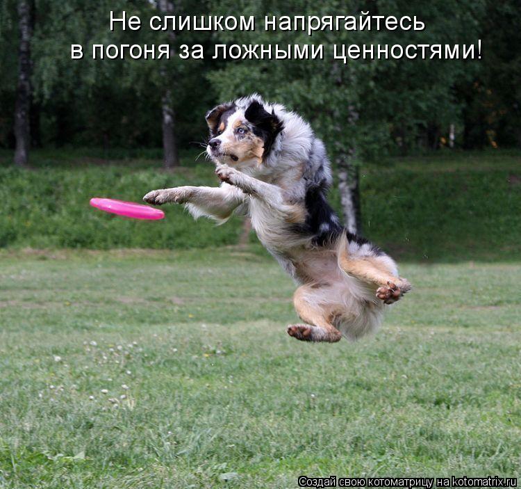 Котоматрица: Не слишком напрягайтесь в погоня за ложными ценностями!