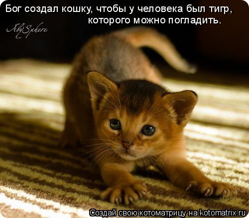 Котоматрица: Бог создал кошку, чтобы у человека был тигр, которого можно погладить.
