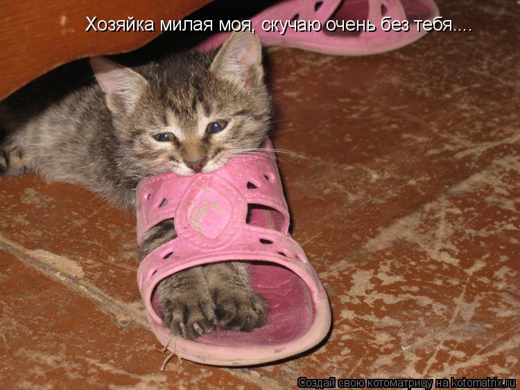Хозяйка милая моя, скучаю очень без тебя....... Котоматрица: Хозяйка милая моя, скучаю очень без тебя....