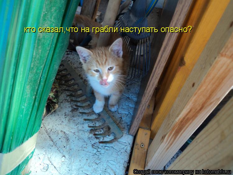 кто сказал,что на грабли наступать опасно?... Котоматрица: кто сказал,что на грабли наступать опасно?