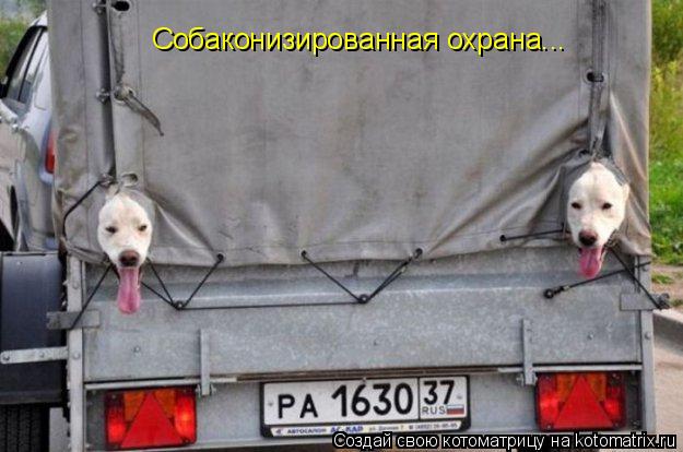 Котоматрица: Собаконизированная охрана...