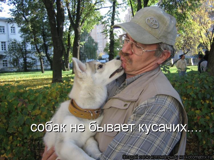 собак не бывает кусачих....... Котоматрица: собак не бывает кусачих....