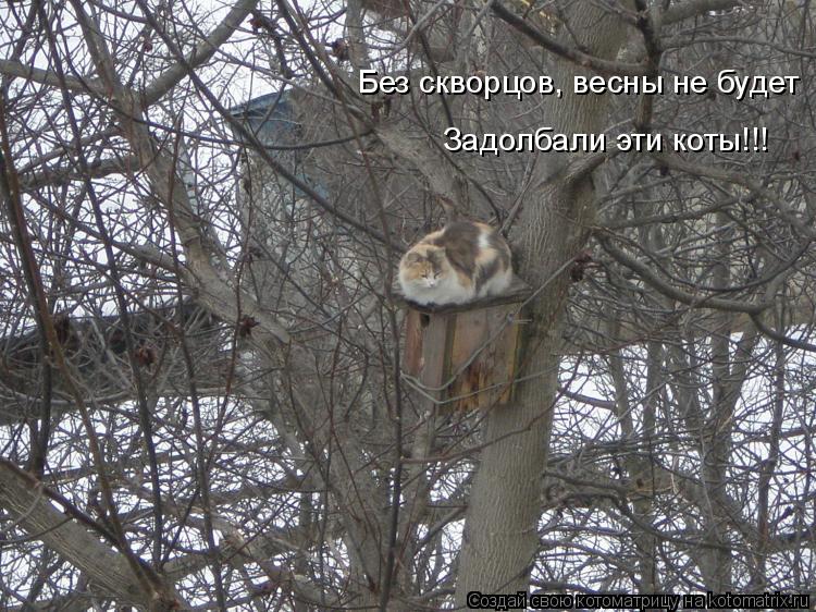 Котоматрица: Без скворцов, весны не будет Задолбали эти коты!!!