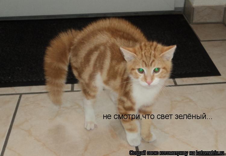 Котоматрица: не смотри,что свет зелёный...